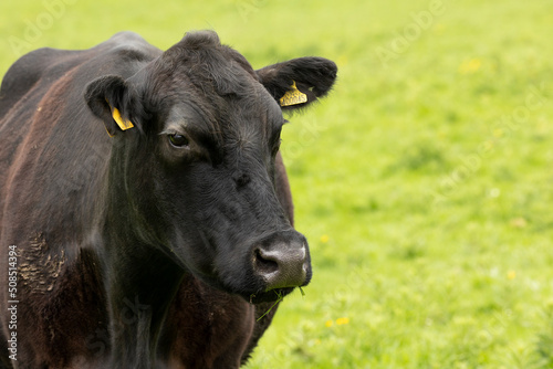 portrait of a black cow facing forward looking at the camera