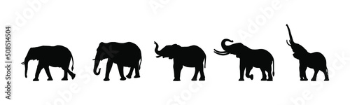 Elephant collection - vector silhouette