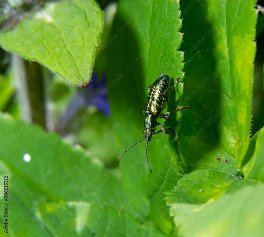 Big golden-green beetle Spanish Fly, cantharis lytta vesicatoria. The source of the terpenoid cantharidin, a toxic blistering agent once used as an aphrodisiac Big golden-green beetle Spanish Fly, cantharis lytta vesicatoria. The source of the terpenoid cantharidin, a toxic blistering agent once used as an aphrodisiac