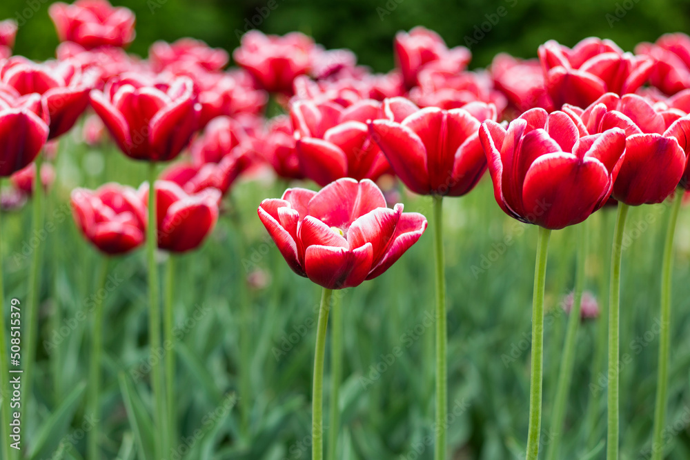 Fototapeta premium Multi colored tulips in a garden. The flowers have combination of natural colors and green leaves. Many Tulips have shades of more then one color. This was clicked during festival. High quality photo