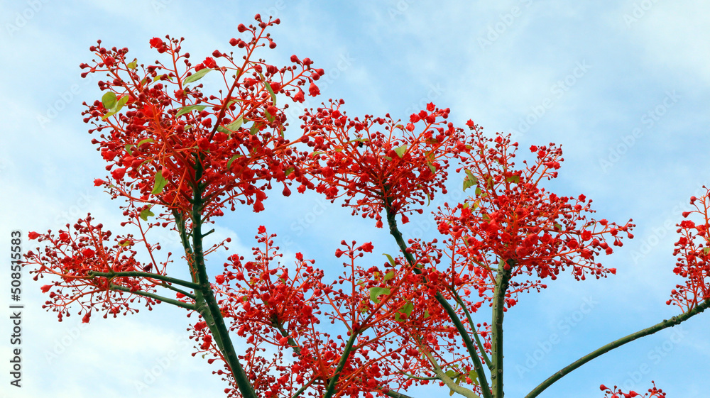 Very bright red, scarlet flowers Brachychiton Acerifolius close up, amazing flowering tree, against a blue sky, unusual bloom, very bright red, spain, denia, summer Very bright red, scarlet flowers Brachychiton Acerifolius close up, amazing flowering tree, against a blue sky, unusual bloom, very bright red, spain, denia, summer