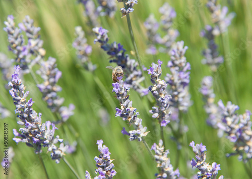 One honey bee collecting pollen from lavender flowers, close up frontal view. photo