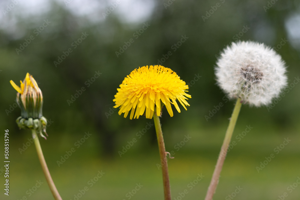 Unblown, yellow and fluffy dandelion on a blurred background. The concept of birth, youth and old age. Unblown, yellow and fluffy dandelion on a blurred background. The concept of birth, youth and old age.