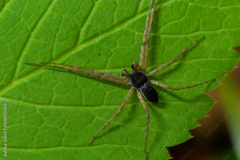 Adult Male Running Crab Spider of the Family Philodromidae Adult Male Running Crab Spider of the Family Philodromidae