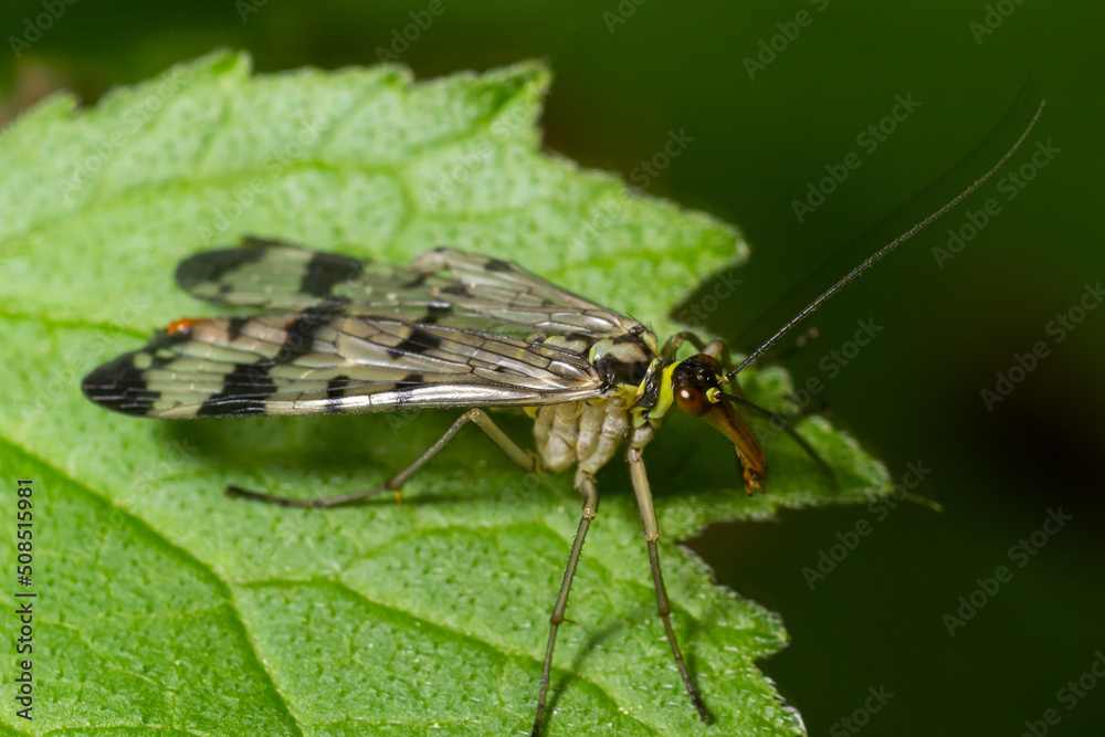 Panorpa communis is the common scorpionfly a species of scorpionfly. Its are useful insects that eat plant pests Panorpa communis is the common scorpionfly a species of scorpionfly. Its are useful insects that eat plant pests