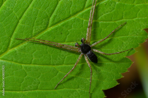 Adult Male Running Crab Spider of the Family Philodromidae