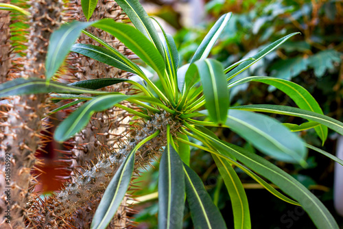 Green Madagascar Palm (Pachypodium Lamerei Drake) leaves with prickly stems in the garden in summer. photo