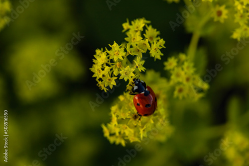ladybird on a yellow flower