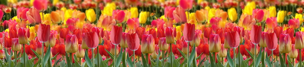 red yellow flowers tulip field dramatic cloudy sunset sky nature landscape red yellow flowers tulip field dramatic cloudy sunset sky nature landscape