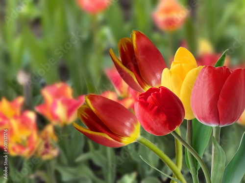  red yellow    flowers  tulip field dramatic cloudy sunset sky nature landscape