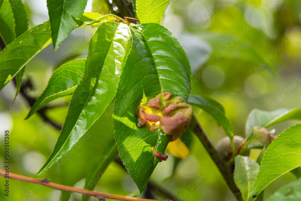 Detail of peach leaves with leaf curl, Taphrina deformans, disease. Leaf disease outbreak contact the tree leaves Detail of peach leaves with leaf curl, Taphrina deformans, disease. Leaf disease outbreak contact the tree leaves