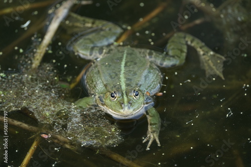 Wasserfrosch oder Teichfrosch in freier Natur