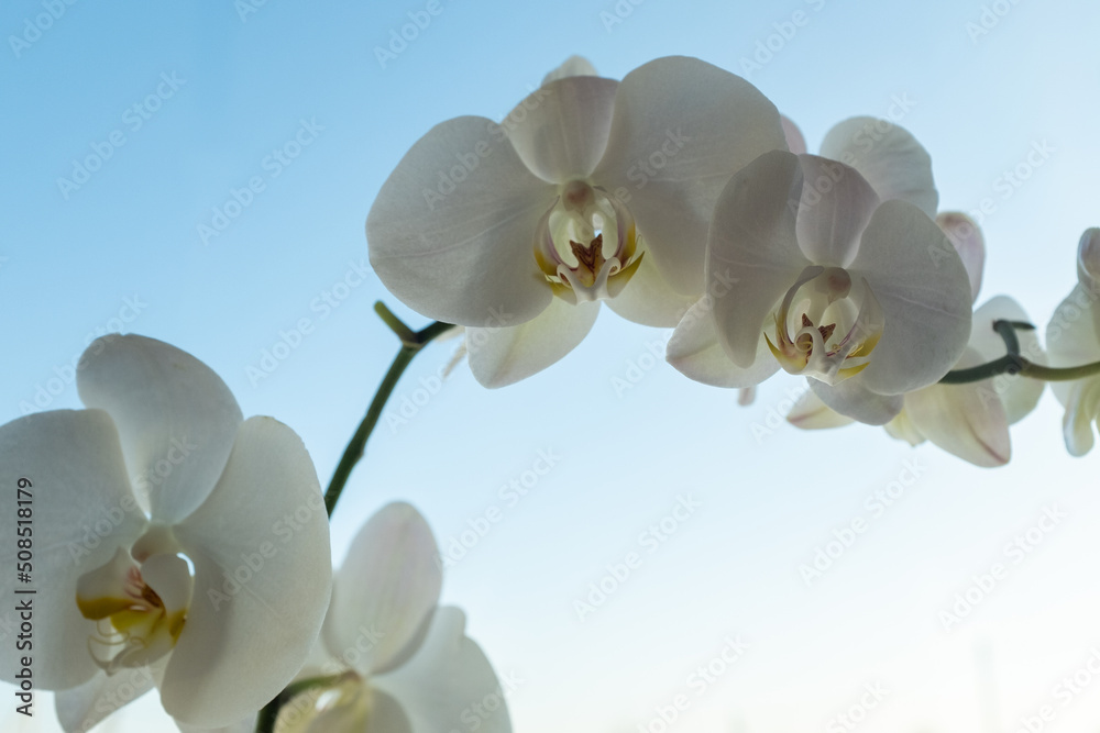 Obraz premium White orchid flowers on light blue background, close up. Amazing phalaenopsis orchid for poster, calendar, post, screensaver, wallpaper, card, banner, cover, website, copy space for your design or