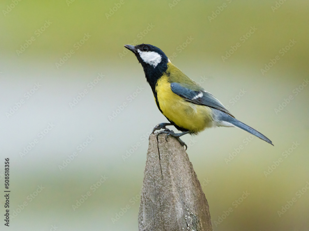 Naklejka premium Talgoxe, great tit (Parus major).