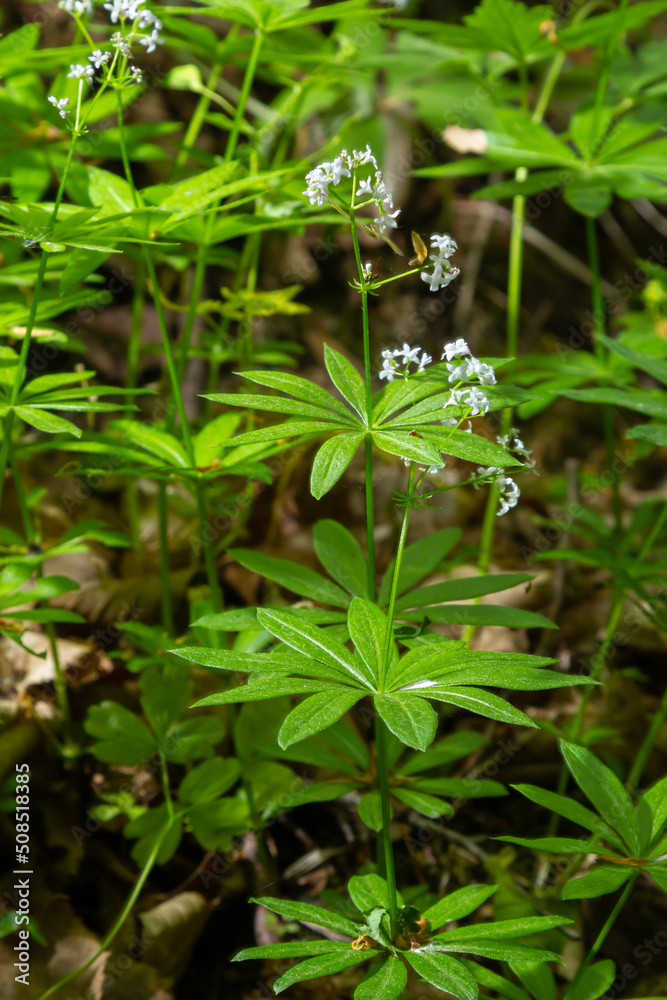 Galium odoratum, sweetscented bedstraw, is a flowering perennial plant in the family Rubiaceae