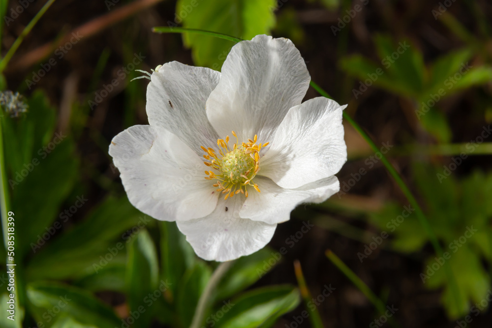 Fading white flower of snowdrop anemone, Anemone sylvestris, in the middle of steles, closeup with selective focus Fading white flower of snowdrop anemone, Anemone sylvestris, in the middle of steles, closeup with selective focus