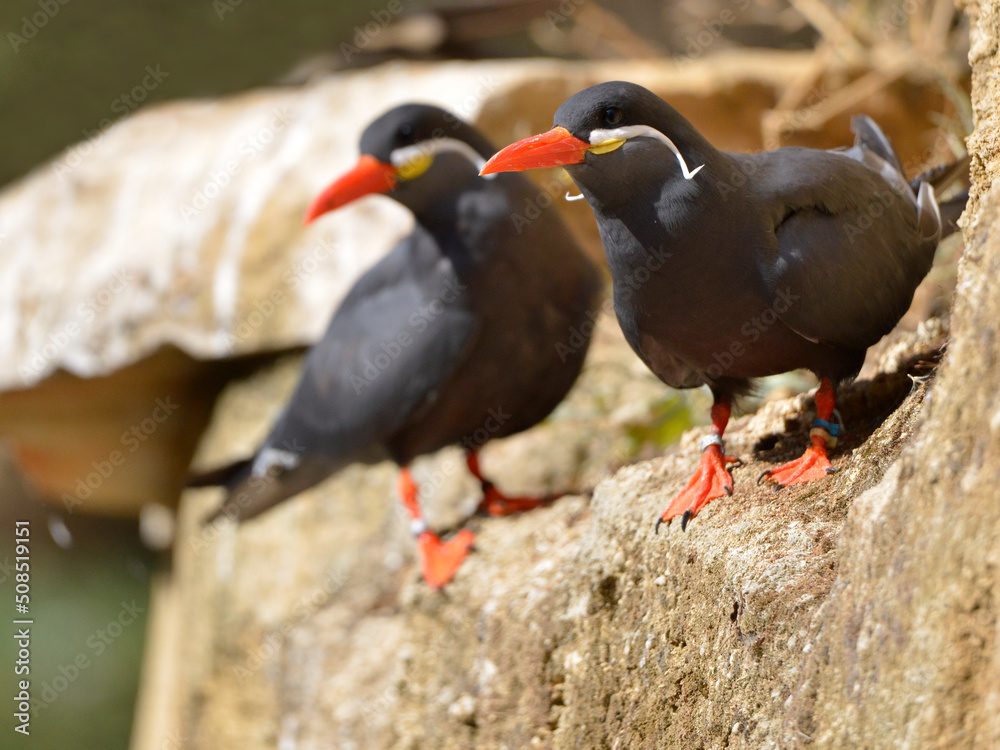 Closeup of Inca terns (Larosterna inca) on rock Closeup of Inca terns (Larosterna inca) on rock