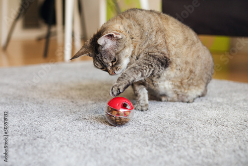 Active mature tabby cat is playing, pushing   with a paw slow feeder ball with dry food inside, trying to take out a crunch. Playful kitty having fun with a challenging toy. Active mature feline.