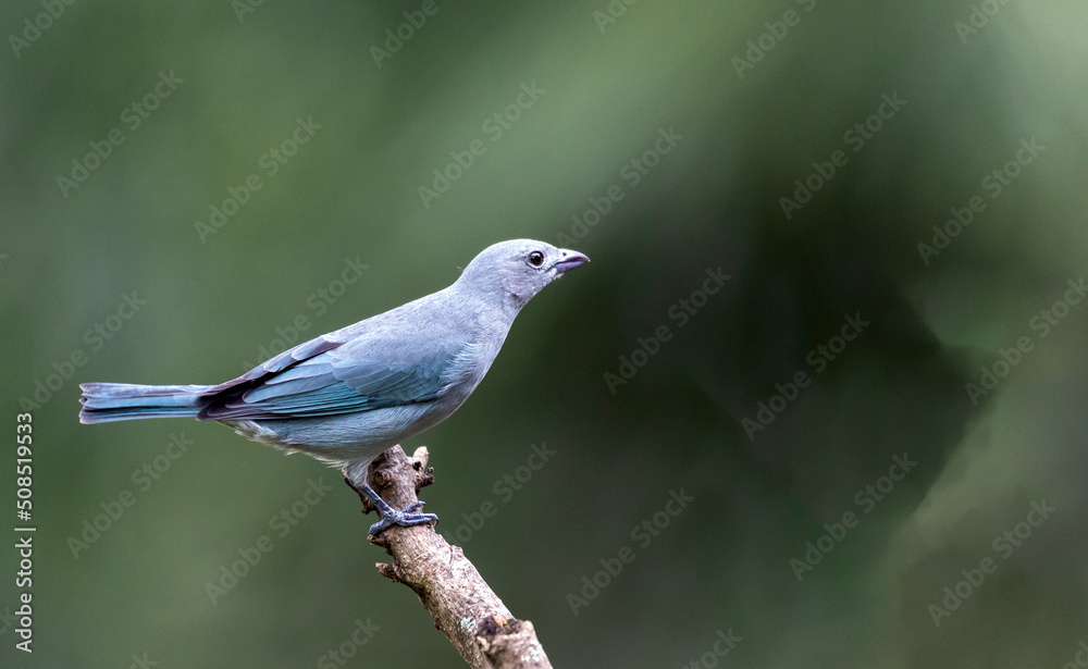 Grey bird. A Sayaca Tanager also know as sanhaco-cinza perched on the branch. Species Thraupis sayaca. Birdwatching. Birding.