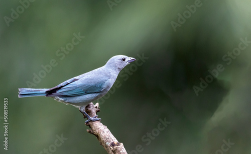 Grey bird. A Sayaca Tanager also know as sanhaco-cinza perched on the branch. Species Thraupis sayaca. Birdwatching. Birding.