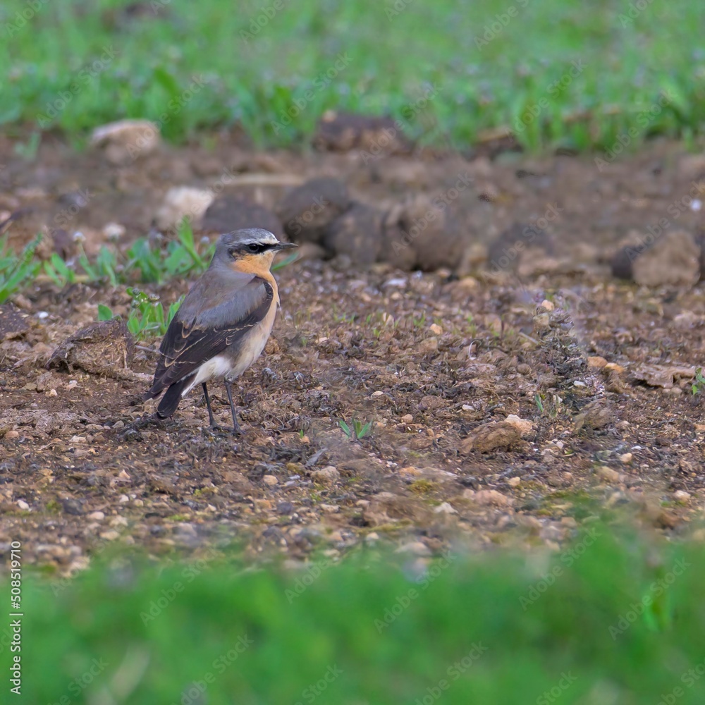 The northern wheatear Oenanthe oenanthe on a dung heap during the spring migration The northern wheatear Oenanthe oenanthe on a dung heap during the spring migration