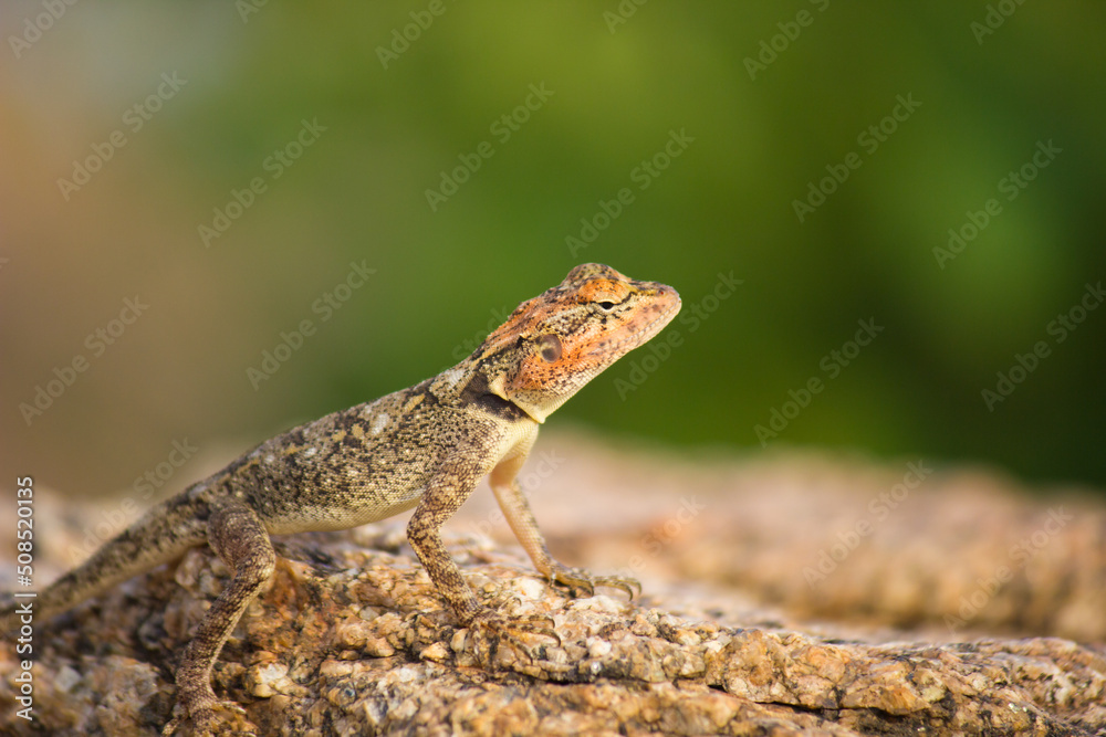 Rock Agama lizard in its natural environment Rock Agama lizard in its natural environment