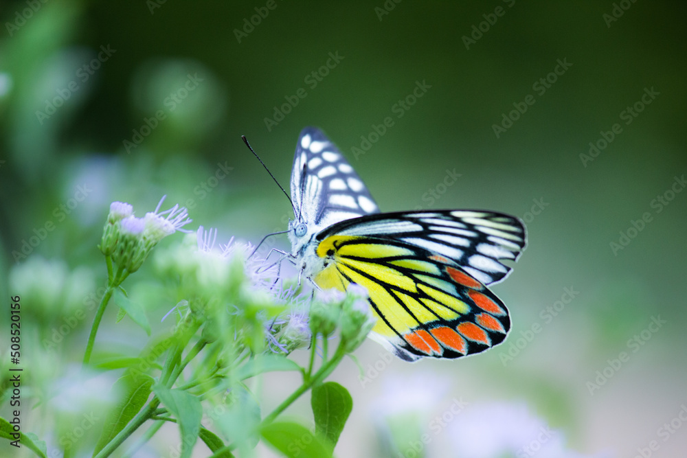 Fototapeta premium Jezebel butterfly resting on the flower plants