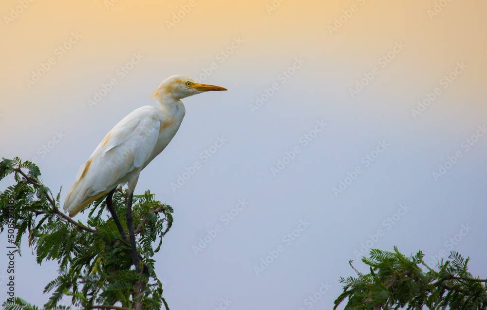 Portrait of the Cattle Egret on the tree top Portrait of the Cattle Egret on the tree top