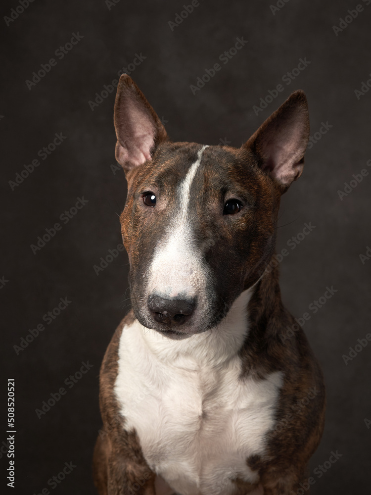 stripy bull terrier on a brown background. Dog portrait in studio