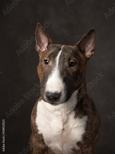 stripy bull terrier on a brown background. Dog portrait in studio