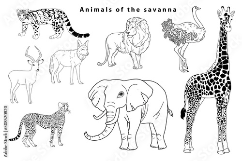 Animal savannahs in doodle style. Safari park.