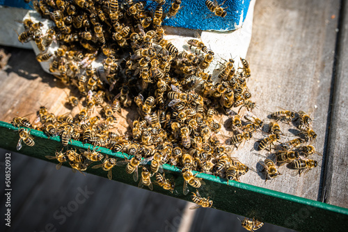 Photography Honeybees gang up to smother deadly hornets near hive entrance