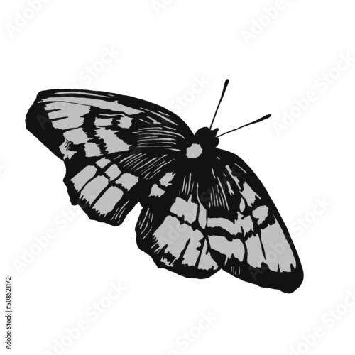 Butterfly Drawing Icon