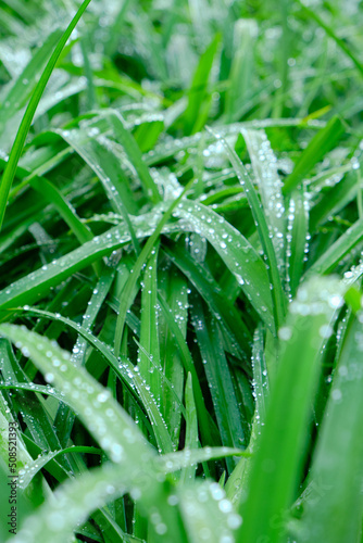 Background, raindrops on green flower stems, wet foliage after rain.