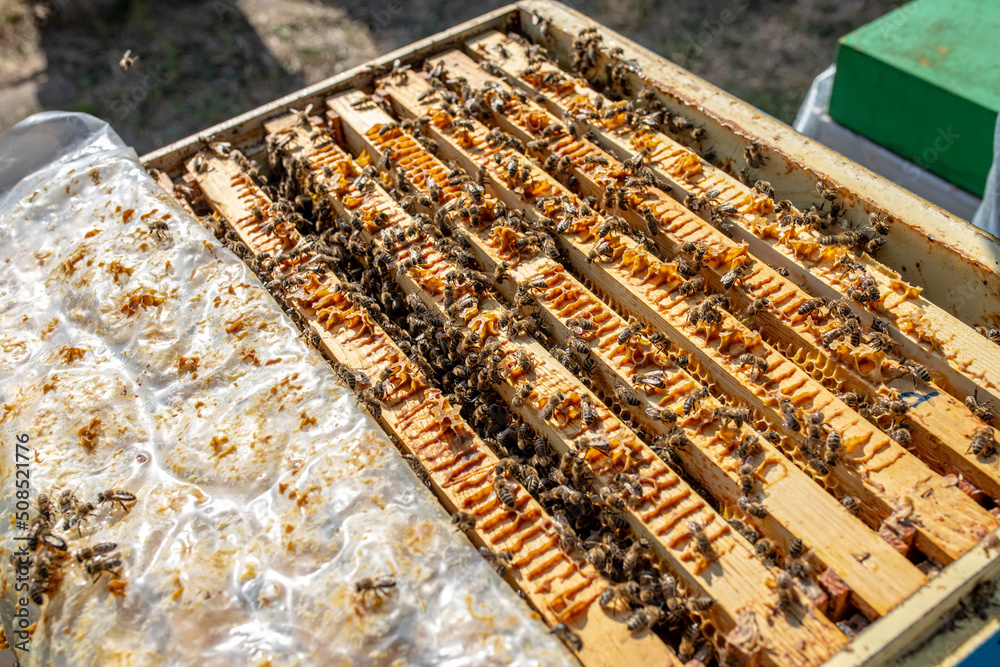 Open hive with frames and honey bees in apiary. Beekeeping Open hive with frames and honey bees in apiary. Beekeeping