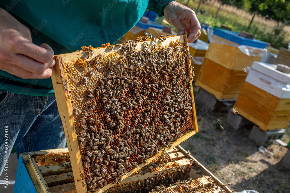 Beekeeper holds in hands and inspects wooden frame with wax honeytots filled with honey. lid of plastic beehive is open.