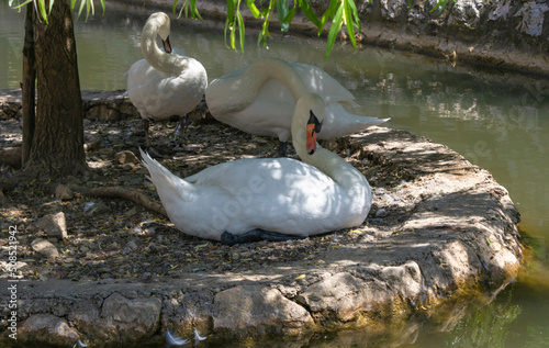 Fototapeta Naklejka Na Ścianę i Meble -  White swans in the shade of a tree on a warm, sunny day