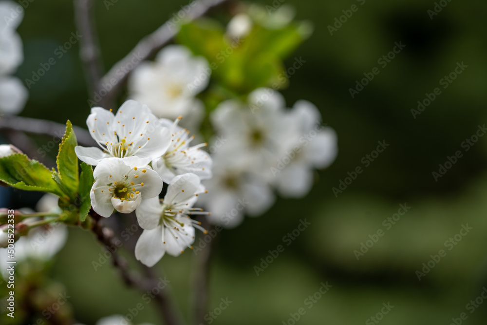 Cherry blossom close up, spring flower on a branch Cherry blossom close up, spring flower on a branch