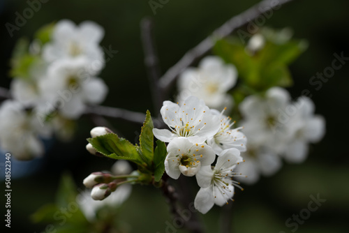 Fototapeta Naklejka Na Ścianę i Meble -  Cherry blossom close up, spring flower on a branch