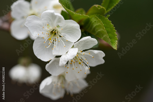 Cherry blossom close up, spring flower on a branch