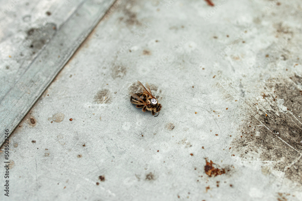 Dead fetal queen bee. Queen bee with a label. Breeding material of honey bees. Unsuccessful replanting bee queen in hive. reception of bee queen. wrong replacement. Working bees kill queen bee Dead fetal queen bee. Queen bee with a label. Breeding material of honey bees. Unsuccessful replanting bee queen in hive. reception of bee queen. wrong replacement. Working bees kill queen bee
