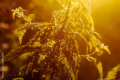 Urtica dioica, often called common nettle, or stinging nettle, or nettle leaf in sunset. Collection of nettle seeds in tsummer for preparation of funds used to normalize potency, glucose concentration photo