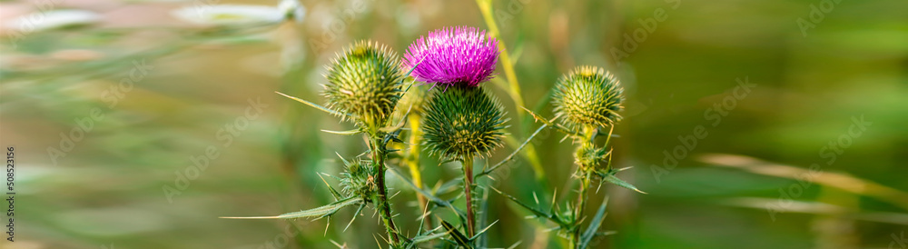 Banner Onopordum acanthium cotton thistle, Scotch or Scottish thistle during harvest for preparing elixirs. purple thorny flowers growing in the meadow. Summer-blooming weed Banner Onopordum acanthium cotton thistle, Scotch or Scottish thistle during harvest for preparing elixirs. purple thorny flowers growing in the meadow. Summer-blooming weed
