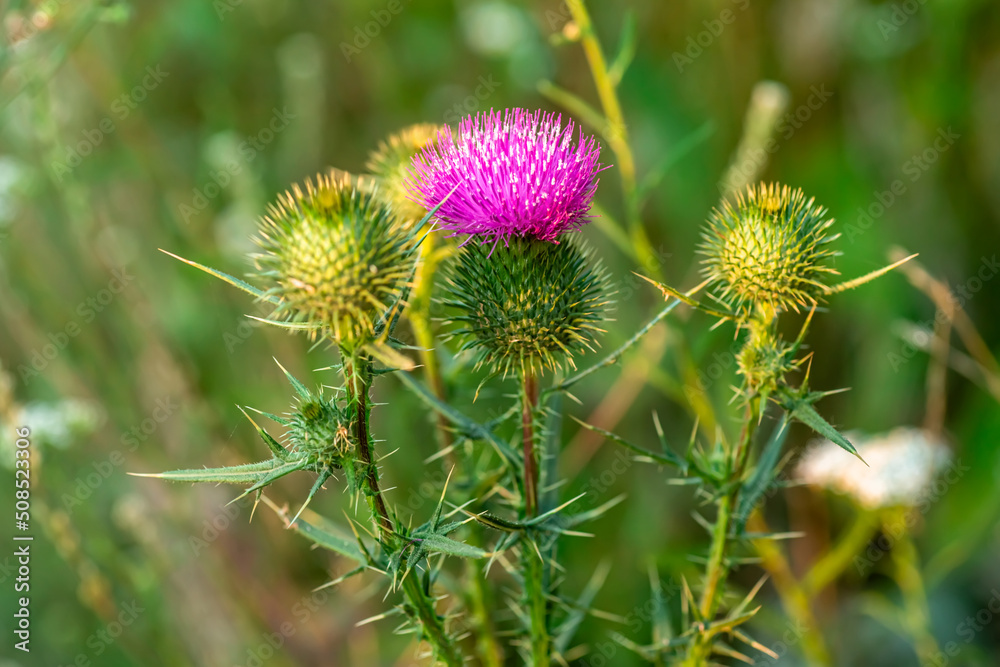 Onopordum acanthium cotton thistle, Scotch or Scottish thistle during harvest for preparing elixirs. purple thorny flowers growing in the meadow. Summer-blooming weed Onopordum acanthium cotton thistle, Scotch or Scottish thistle during harvest for preparing elixirs. purple thorny flowers growing in the meadow. Summer-blooming weed