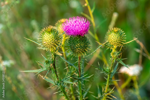 Onopordum acanthium cotton thistle  Scotch or Scottish thistle during harvest for preparing elixirs. purple thorny flowers growing in the meadow. Summer-blooming weed