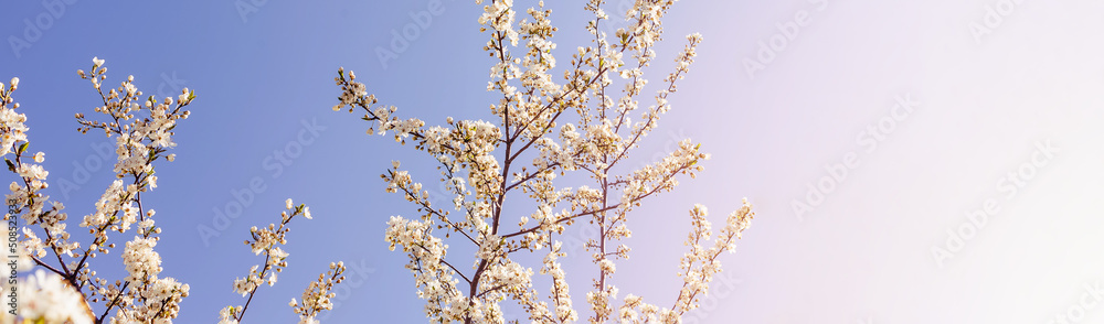 Blooming tree branches against clear blue sky