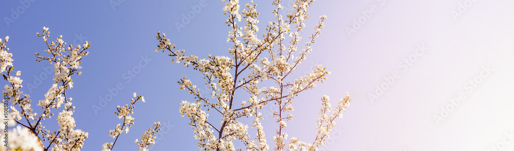 Blooming tree branches against clear blue sky Blooming tree branches against clear blue sky