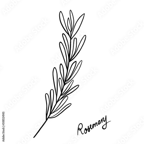 Rosemary outline sketch in black isolated 