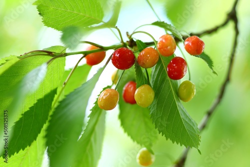 Obraz na płótnie Wild cherry grow on a tree