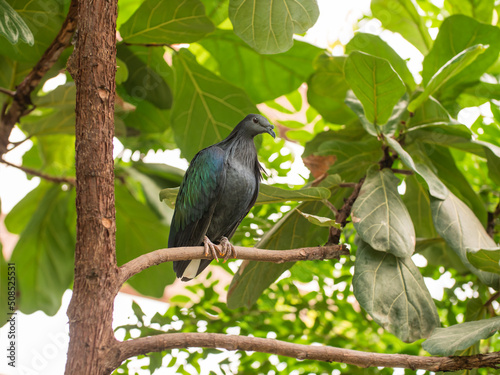 Full-length portrait of Nicobar pigeon or Caloenas nicobarica. Colorful bluish-grey pigeon with upper neck plumage is perching on tree branch.